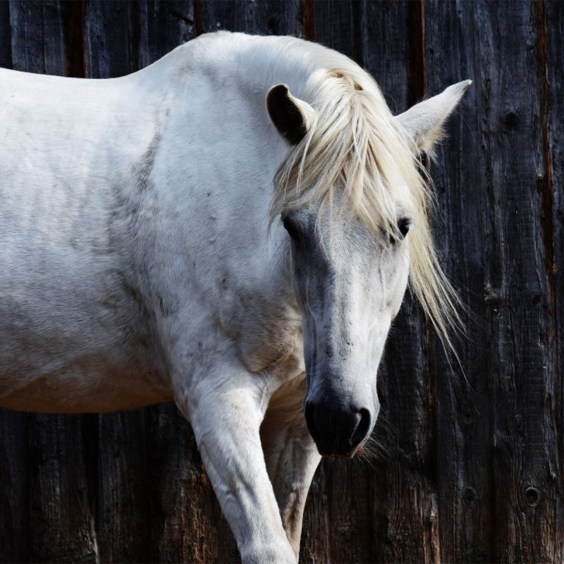 L’Auberge du Cheval Blanc
